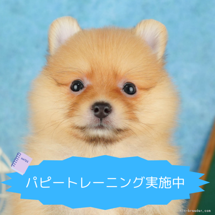 総額表示！ごはんだいすき🐶💞 | ポメラニアン