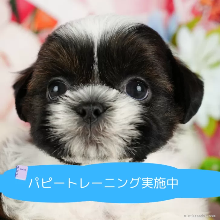 R.M 様のお迎えした子犬