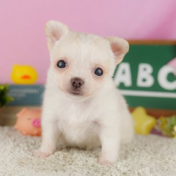 チワワ(ロング)【栃木県・女の子・2024年1月6日・クリーム&ホワイト】の写真「のんびりマイペースな女の子🐶💖」