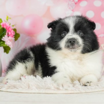 ポメラニアン【栃木県・男の子・2023年12月30日・パーティー】の写真「モフモフがたまらない男の子🐶」