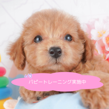 トイプードル(トイ)【栃木県・女の子・2024年6月21日・レッド】の写真「9/22(日)見学会開催🐶　あまえんぼう🐶💞」