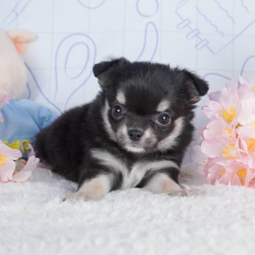 チワワ(ロング)【栃木県・女の子・2024年1月25日・ブラックタン】の写真「おてんばな女の子🐶✨」