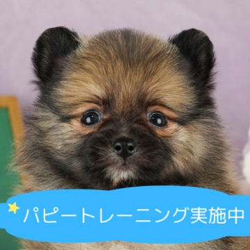 ポメラニアン【栃木県・男の子・2024年5月22日・ウルフセーブル】の写真「9/22(日)見学会開催🐶　優しい男の子💕」