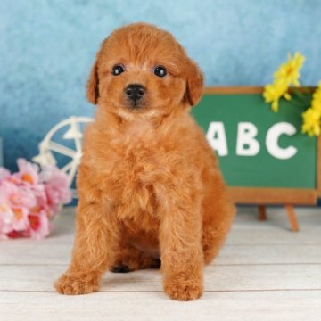 トイプードル(トイ)【栃木県・女の子・2024年4月25日・レッド】の写真「総額表示！マイペースちゃん🐶💞」