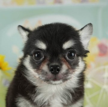 チワワ(ロング)【栃木県・男の子・2024年3月17日・ブラック&タン】の写真「食いしん坊な男の子🐶🌟」