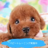 トイプードル(トイ)【栃木県・男の子・2024年7月13日・レッド】の写真1「9月22日(日)　見学会開催🐶」