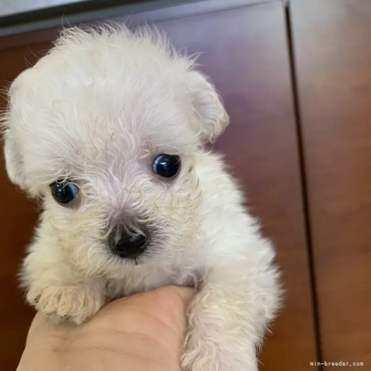 ゆったん 様のお迎えした子犬