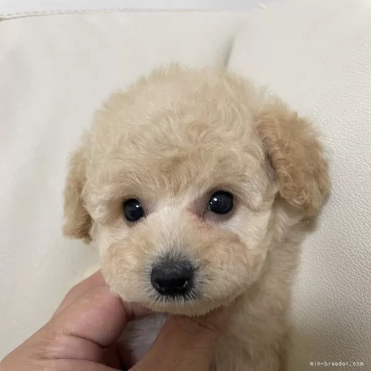 Tomo 様のお迎えした子犬