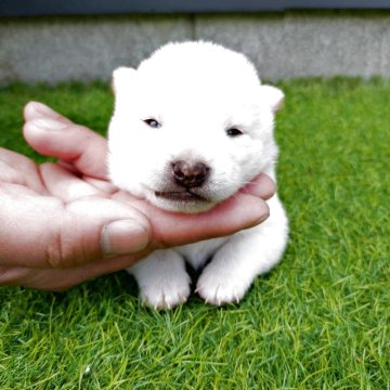 柴犬(豆柴)【福岡県・男の子・2025年3月24日・白色】の写真「両親豆柴認定犬」