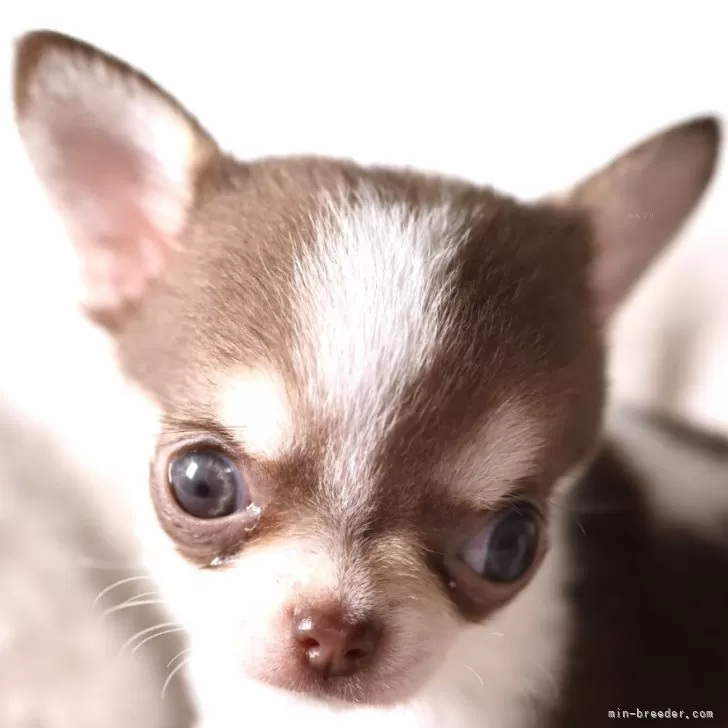 マダラ♡アトム 様のお迎えした子犬