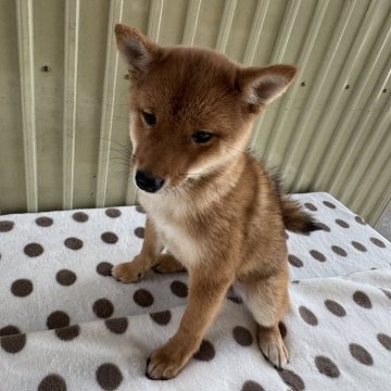 豆柴【岡山県・女の子・2024年8月28日・赤毛】の写真「🐕プリっとした豆柴ちゃんです❣️ 可愛い😍です」