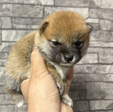 豆柴【岡山県・男の子・2024年10月15日・赤毛】の写真「ハンサムな男の子です🐕‍🦺胡麻毛が気持ちい〜」