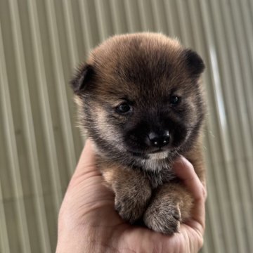 柴犬(豆柴)【岡山県・女の子・2024年10月15日・赤毛】の写真「胡麻毛が可愛い🩷見学お待ちしております」