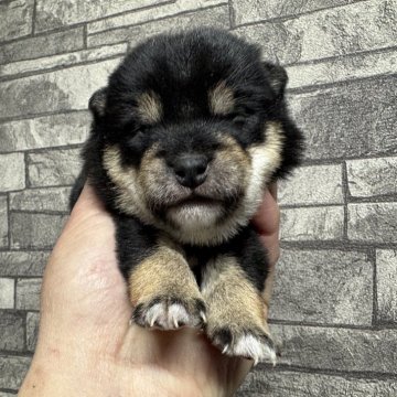 柴犬(豆柴)【岡山県・女の子・2025年2月2日・黒毛】の写真「綺麗な黒豆ちゃん🐕‍🦺可愛い🩷極小豆柴ママ」