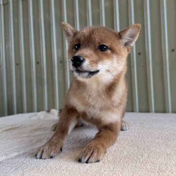 豆柴【岡山県・女の子・2024年8月28日・赤毛】の写真「🐕スリムな豆柴ちゃんです❣️ 可愛い😍です」