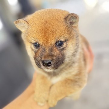 柴犬(豆柴)【岡山県・男の子・2024年10月1日・赤毛】の写真「小柄な豆柴をお探しの方は🐕こちら🖐️まで　」