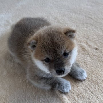 柴犬(豆柴)【岡山県・女の子・2024年10月15日・赤毛】の写真「胡麻毛🐕が可愛い🩷小柄な豆柴ちゃん‼️」