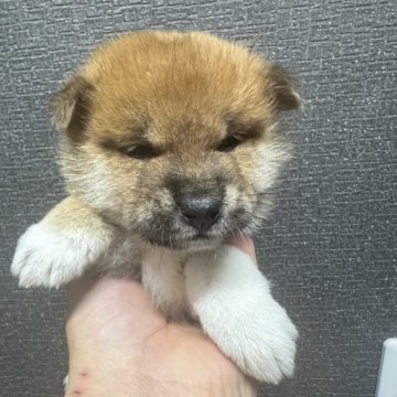 柴犬(標準サイズ)【岡山県・男の子・2025年1月1日・赤毛】の写真「🐕見学大歓迎で🐕‍🦺　可愛い赤毛の男の子⁉️」