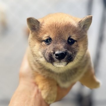 柴犬(豆柴)【岡山県・女の子・2024年10月1日・赤毛】の写真「小柄で可愛い🫣ですよ❣️見学お待ちしております✉」