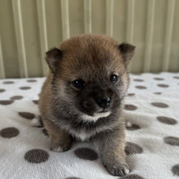 豆柴【岡山県・女の子・2024年10月15日・赤毛】の写真「胡麻毛🐕が可愛い🩷小柄な豆柴ちゃん‼️」