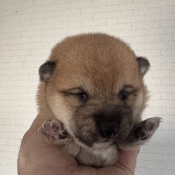 豆柴【岡山県・女の子・2024年11月15日・赤毛】の写真「元気な女の子🐕です‼️見学お待ちしております❤️」