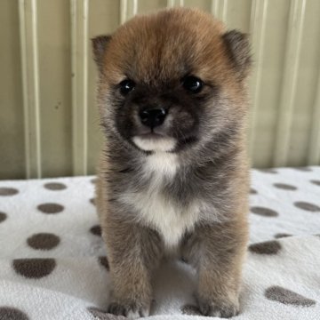 柴犬(豆柴)【岡山県・男の子・2024年10月15日・赤毛】の写真「胡麻毛が可愛い🐕‍🦺　❣️元気な豆柴ちゃんです」