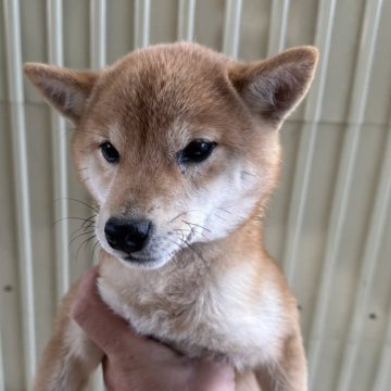 豆柴【岡山県・女の子・2024年7月13日・赤毛】の写真「当日の見学歓迎です🚙🐕‍🦺お待ちしております」