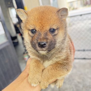 豆柴【岡山県・男の子・2024年10月1日・赤毛】の写真「優しい🐕ママから産まれた❤️女の子です❣️」