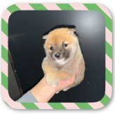 柴犬(豆柴)