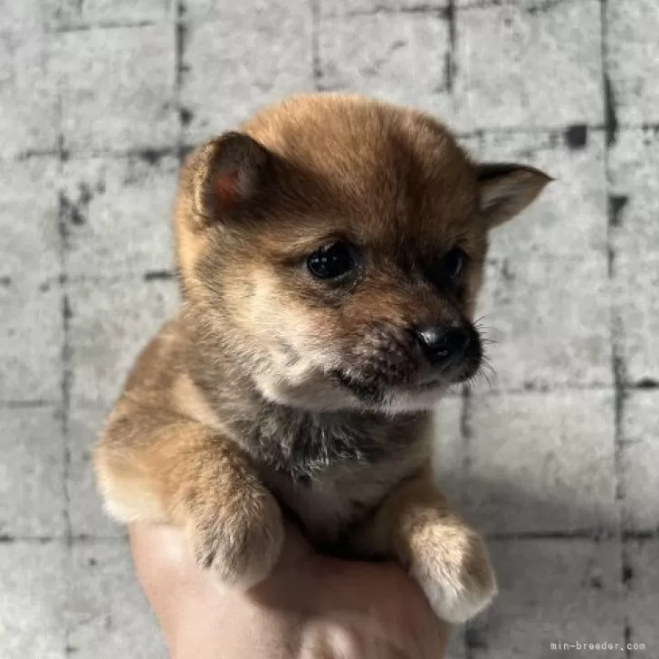 ハマちゃん 様のお迎えした子犬