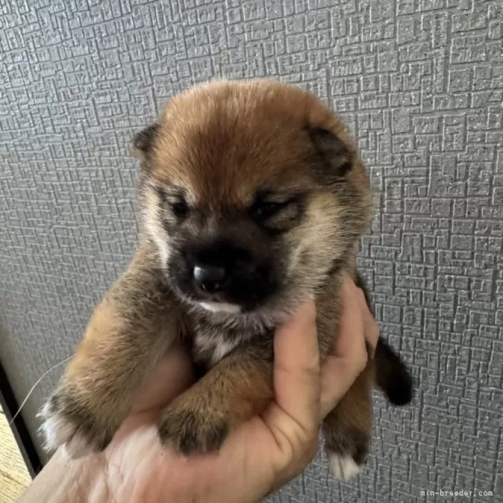 豆柴【岡山県・女の子・2024年9月19日・赤毛】優しいママ🐕から産まれた❤️女の子です‼️｜みんなのブリーダー（子犬ID：2410-02777）