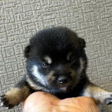 黒色(黒柴)の柴犬の子犬を探す｜ブリーダー直販の子犬販売【みんなのブリーダー】