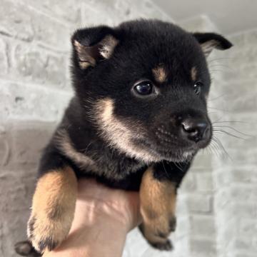 柴犬(豆柴)【岡山県・女の子・2022年10月17日・黒毛】の写真「よく食べて、よく遊んでいます。」