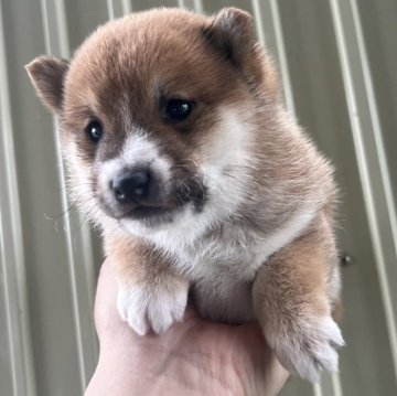 柴犬(豆柴)【岡山県・男の子・2024年1月11日・赤毛】の写真「ミスカラー顔が特徴的で可愛い！　オンライン見学可能」