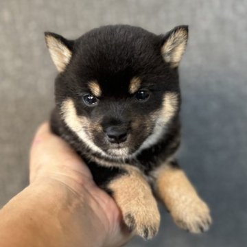 柴犬(豆柴)【岡山県・男の子・2024年6月19日・黒毛】の写真「優しい🐕MAMA❤️からの贈り物🎁です⁉️」