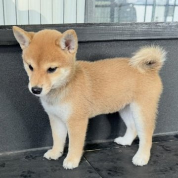 柴犬(豆柴)【岡山県・女の子・2024年7月13日・赤毛】の写真「ママ🐕にソックリな、女の子です❣️  可愛い😍」