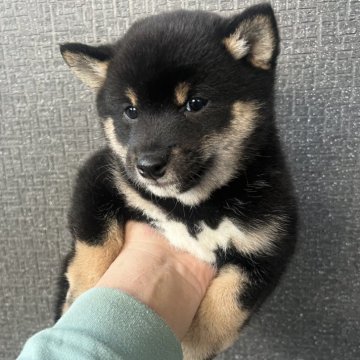 柴犬(豆柴)【岡山県・男の子・2024年1月11日・黒毛】の写真「小柄で可愛い黒豆ちゃんです　　オンライン見学可能」