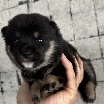 柴犬(豆柴)【岡山県・男の子・2024年6月19日・黒毛】の写真「元気な男の子です　見学お待ちしてます」