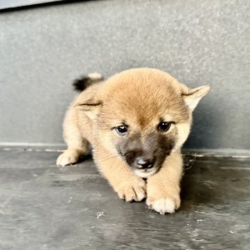 柴犬(豆柴)【岡山県・女の子・2024年6月19日・赤毛】の写真「優しいママ🤱から生まれた🐕女の子です❣️」