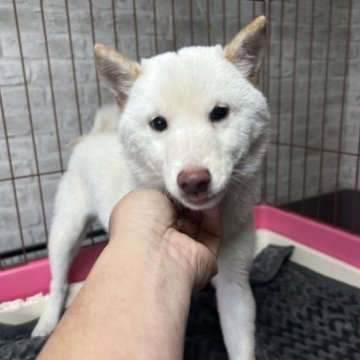 柴犬(豆柴)【岡山県・女の子・2022年8月1日・白毛】の写真「白熊顔の可愛い女の子です。　白毛も美しい〜」