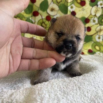 柴犬(豆柴)【岡山県・男の子・2024年1月5日・赤毛】の写真「ハンサムな男の子です　見学お待ちしております」