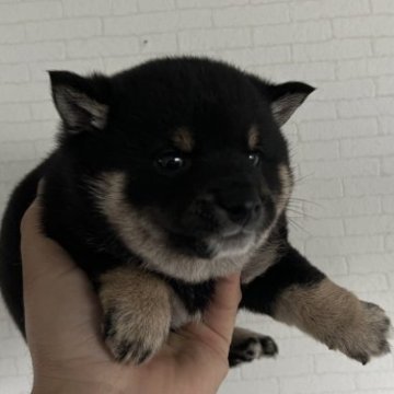 柴犬(豆柴)【岡山県・男の子・2023年3月10日・黒毛】の写真「よく食べて、元気いっぱい、走り回ってます。」