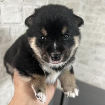 柴犬(豆柴)【岡山県・男の子・2022年8月1日・黒毛】の写真「よく食べ元気に育っています」