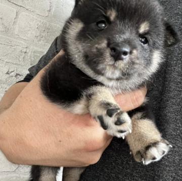 柴犬(豆柴)【岡山県・男の子・2022年6月3日・黒毛】の写真「元気よく大きくなています。」