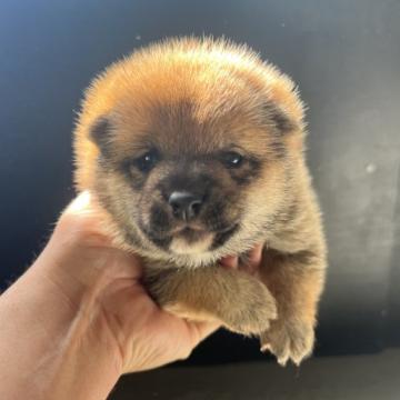 柴犬(豆柴)【岡山県・男の子・2022年9月11日・赤毛】の写真「よく食べてよく遊んでいます」