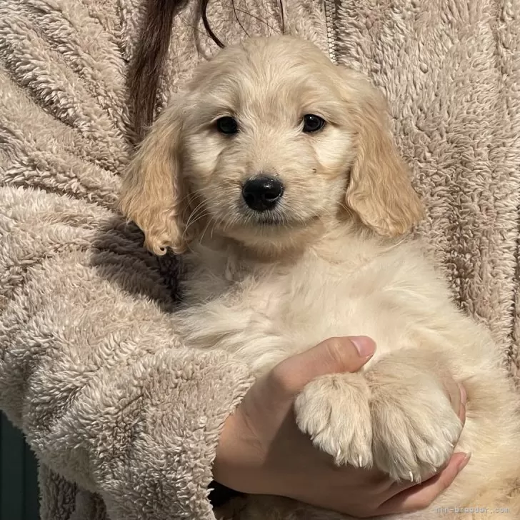 チモ 様のお迎えした子犬