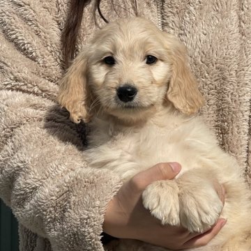 ゴールデンドゥードル(プードル×ゴールデンレトリバー)【岐阜県・女の子・2024年10月10日・クリーム】の写真「可愛い顔してます124」