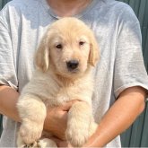 ゴールデンレトリバー