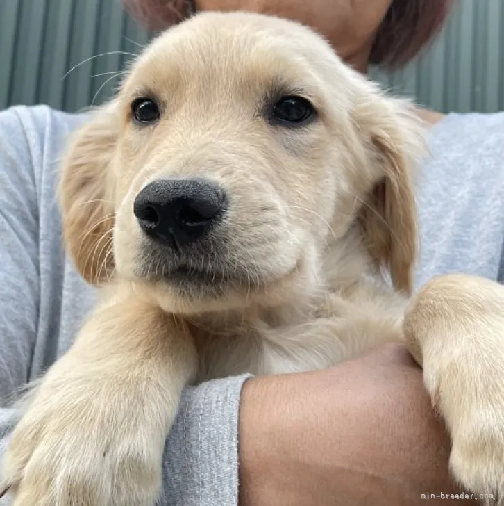 なまず 様のお迎えした子犬