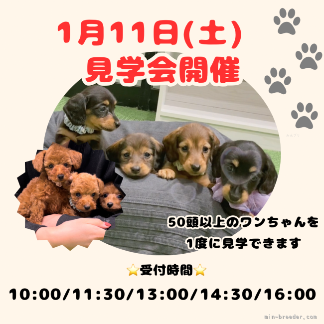 1月11日日(土)関東最大規模の見学会開催💕掲載中、未掲載のワンちゃんが勢ぞろい🐾｜峯田　遥香(みねた　はるか)ブリーダー(茨城県・トイプードルなど・JKC登録)の紹介写真1